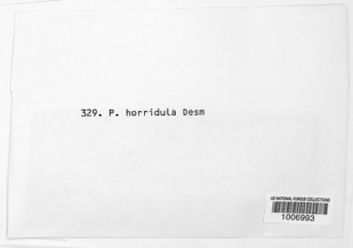 Lasiobelonium horridulum image